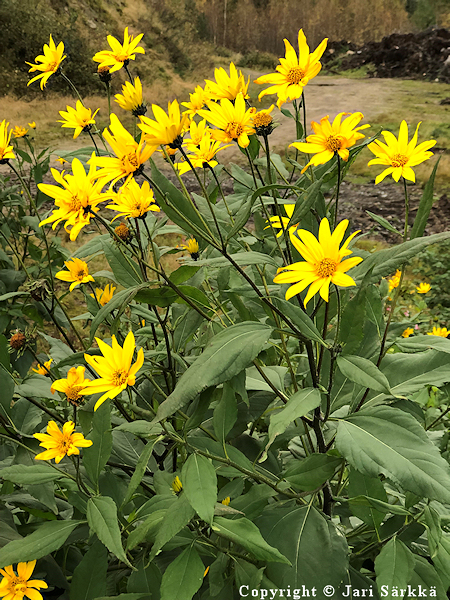 Helianthus tuberosus, maa-artisokka